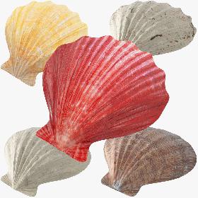 3D Seashells Collection V1